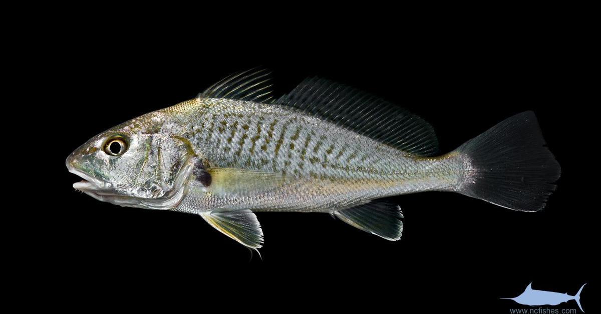 The Drum Fish, a species known as Sciaenidae, in its natural splendor.