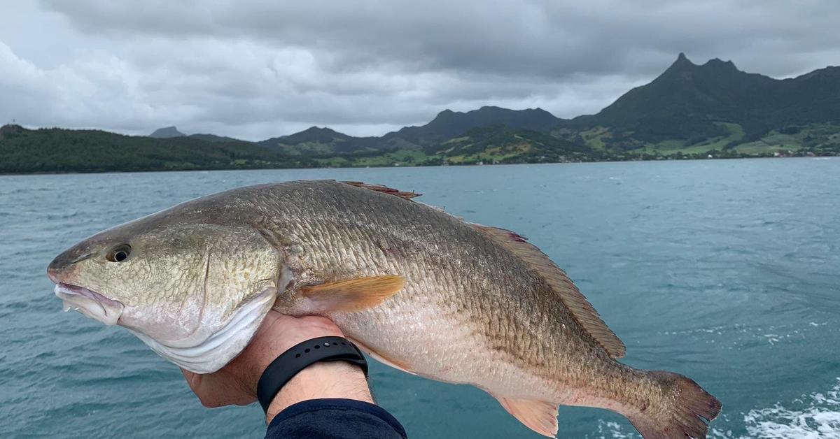 Striking appearance of the Drum Fish, known in scientific circles as Sciaenidae.