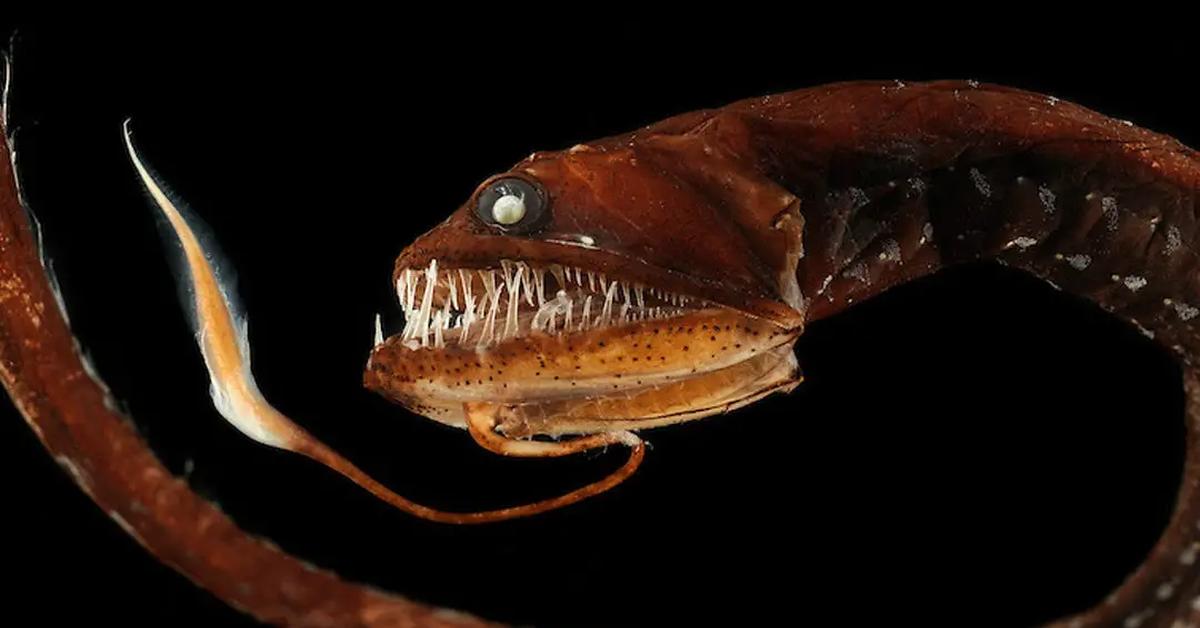 Enchanting Dragonfish, a species scientifically known as Stomiidae.