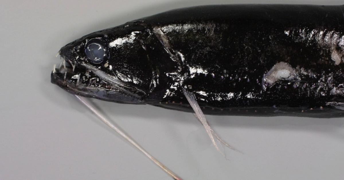 Photograph of the unique Dragonfish, known scientifically as Stomiidae.