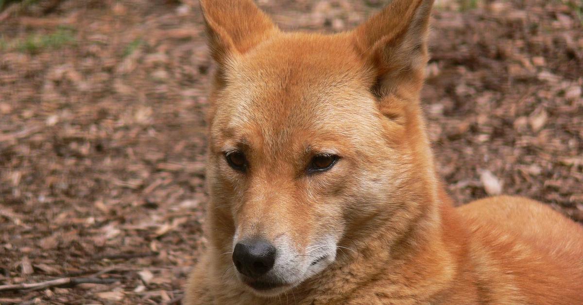 Portrait of a Dingo, a creature known scientifically as Canis Lupus Dingo.