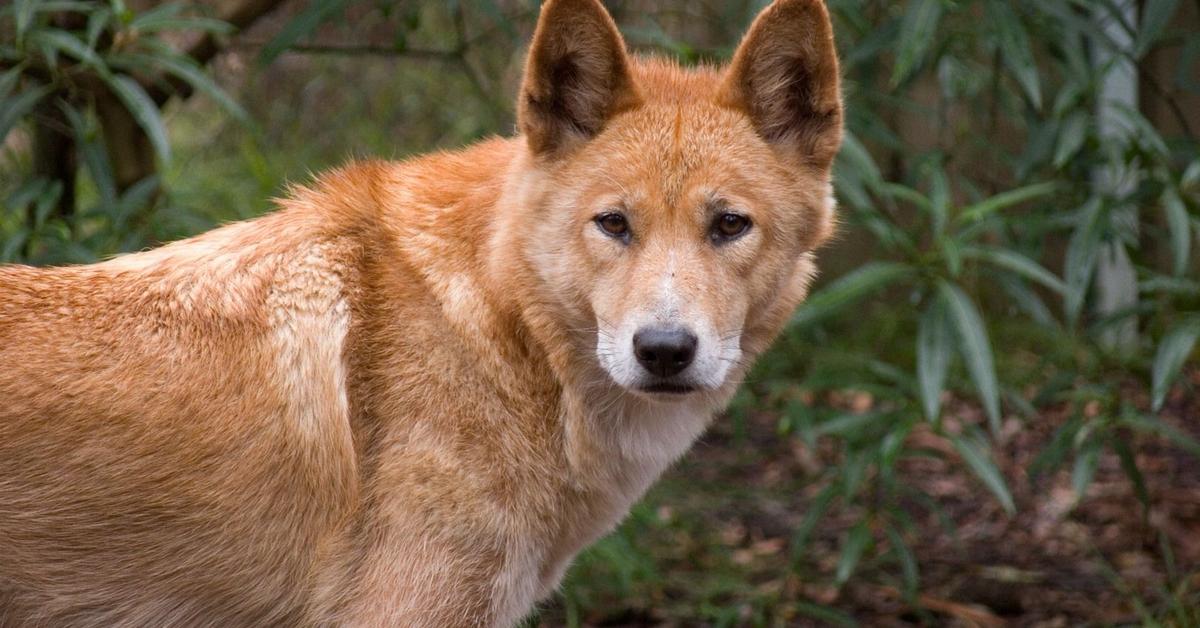 Splendid image of the Dingo, with the scientific name Canis Lupus Dingo.