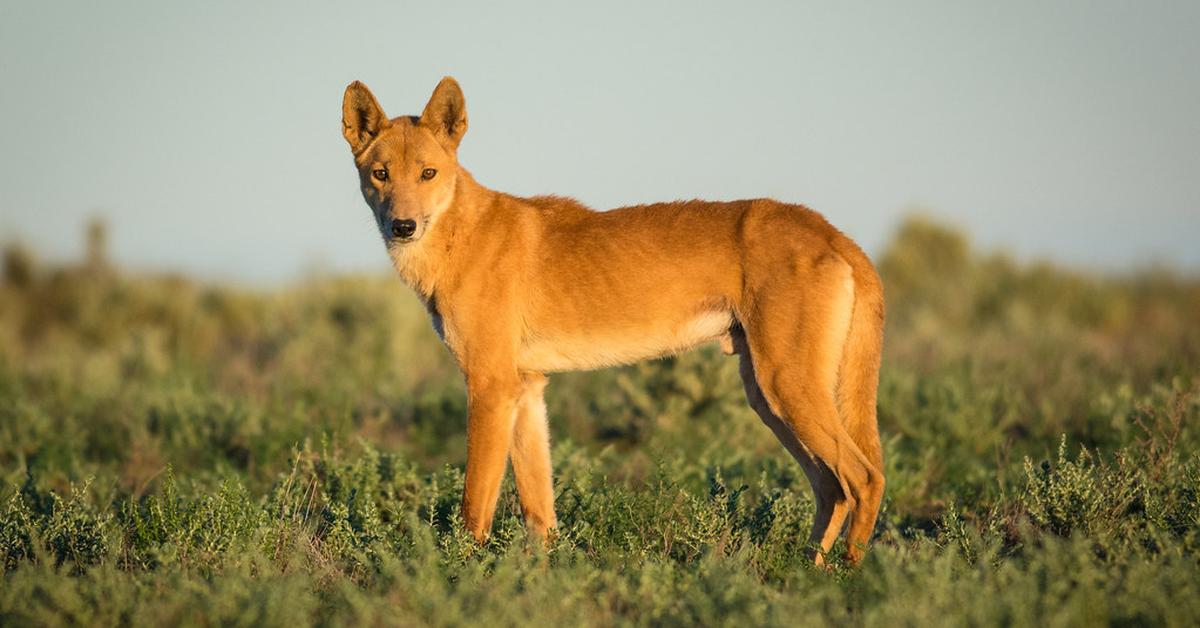 Vibrant snapshot of the Dingo, commonly referred to as Dingo in Indonesia.