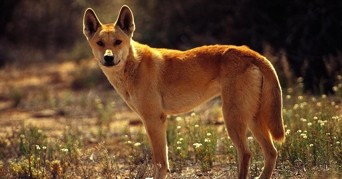 Splendid image of the Dingo, with the scientific name Canis Lupus Dingo.