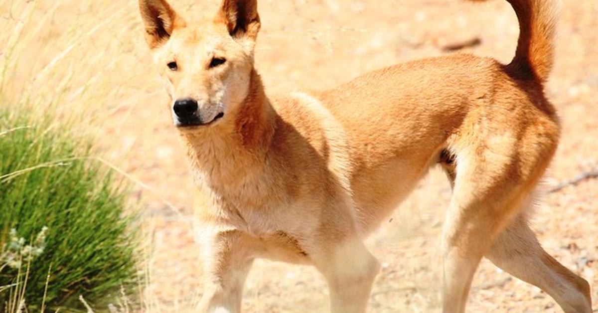 Engaging shot of the Dingo, recognized in Indonesia as Dingo.