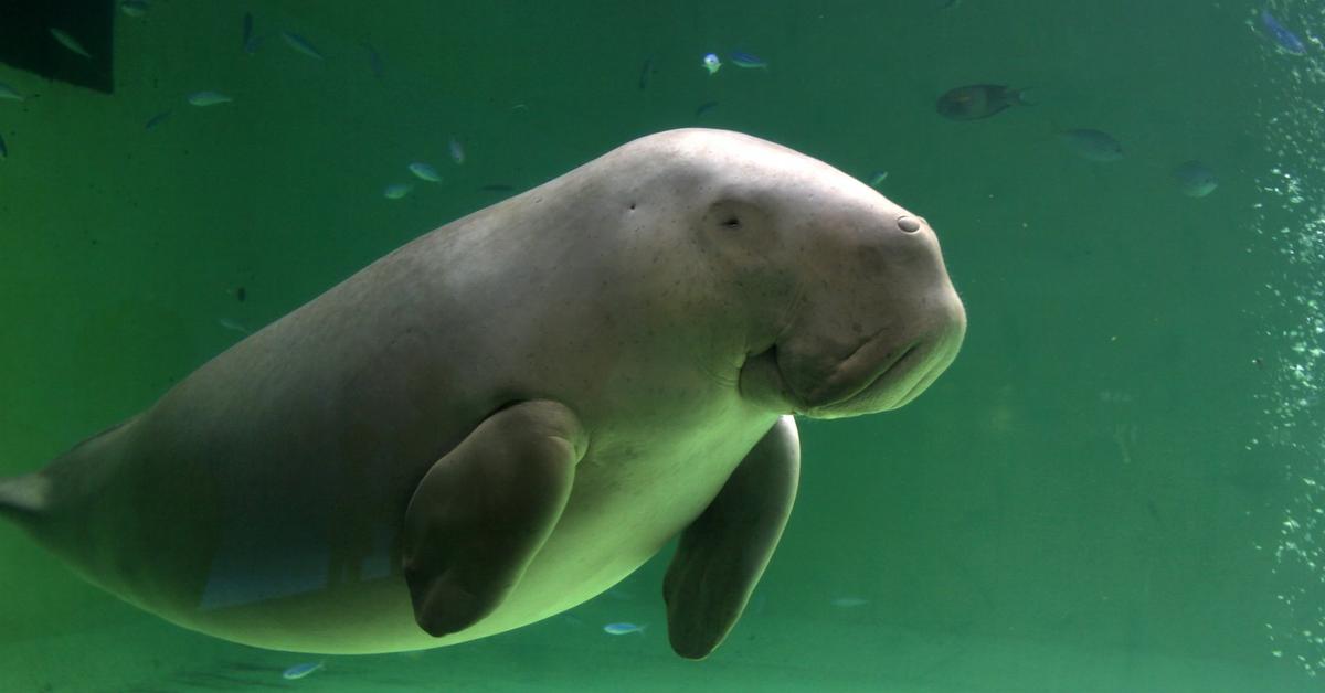 Image showcasing the Dugong, known in Indonesia as Dugong.