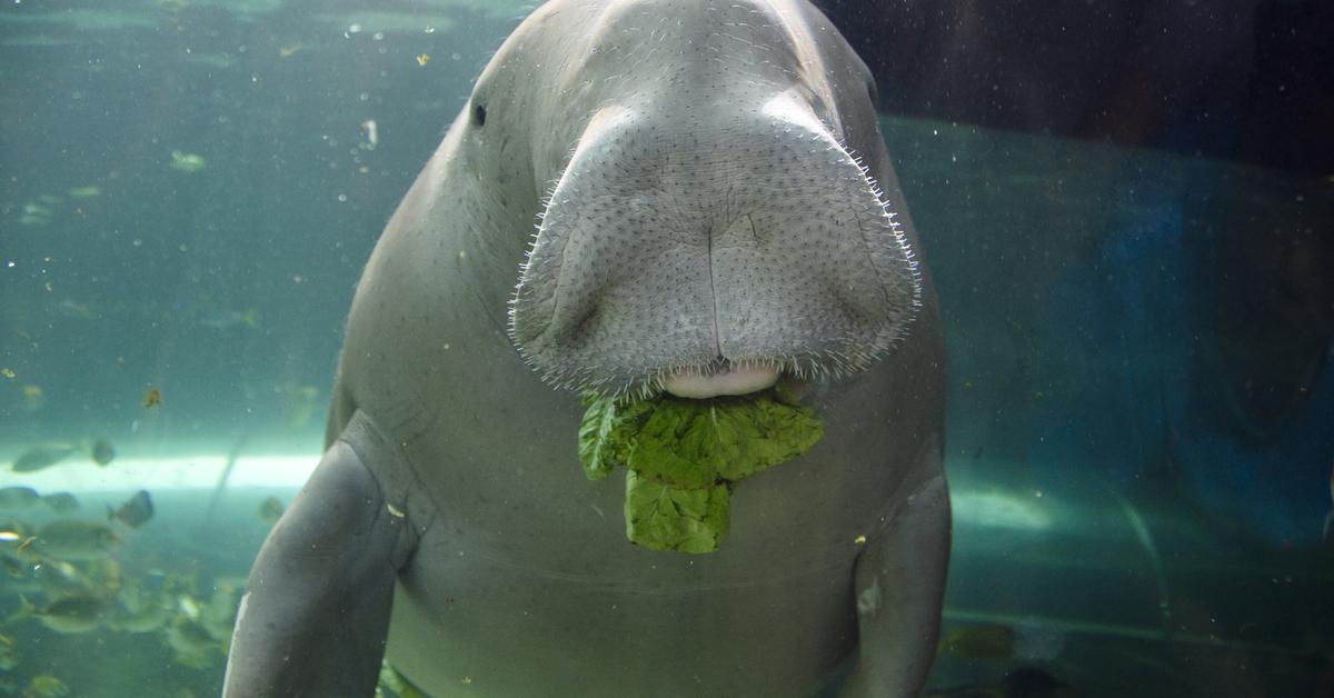 Stunning depiction of Dugong, also referred to as Dugong Dugon.