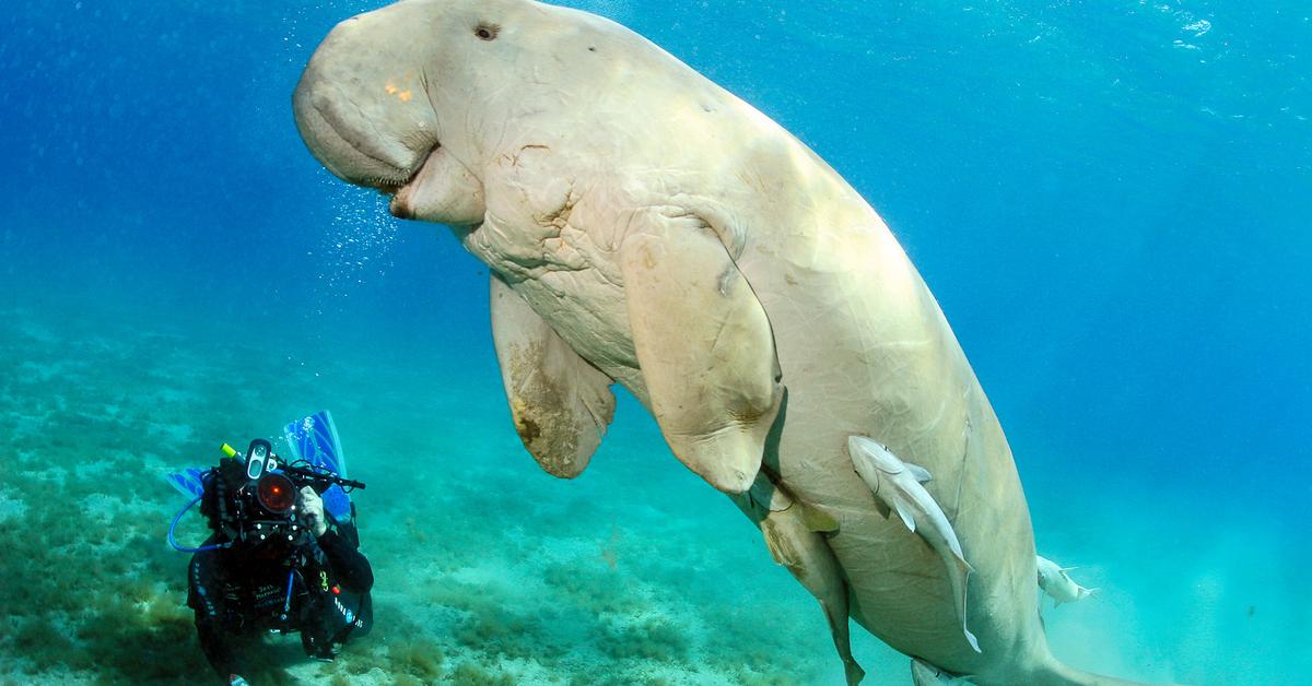 The Dugong, an example of Dugong Dugon, in its natural environment.