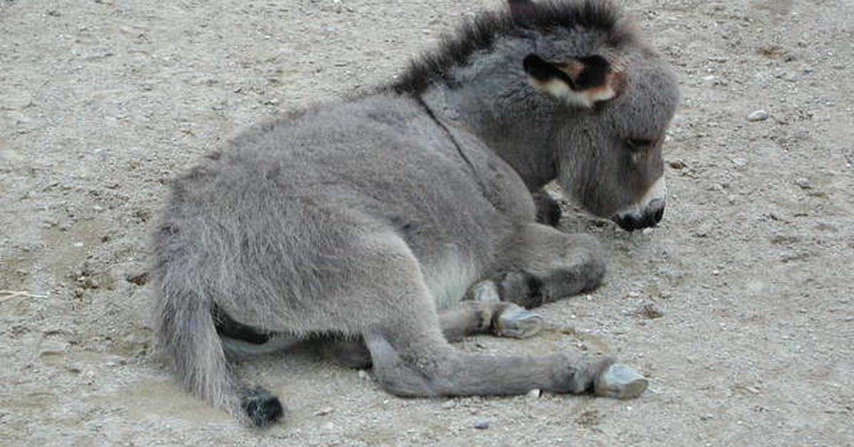 Dynamic image of the Donkey, popularly known in Indonesia as Keledai.