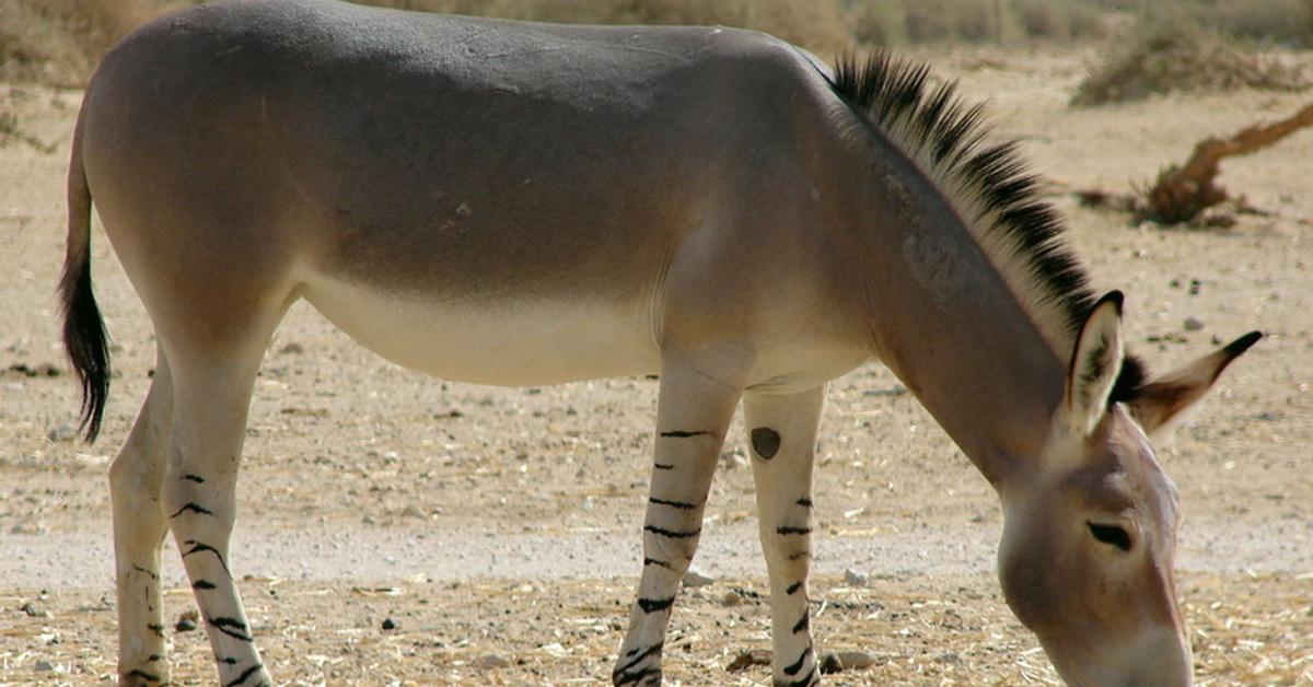 Stunning depiction of Donkey, also referred to as Equus Asinus.