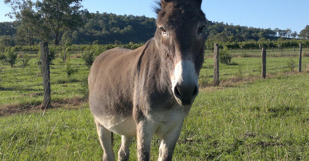 Captured beauty of the Donkey, or Equus Asinus in the scientific world.