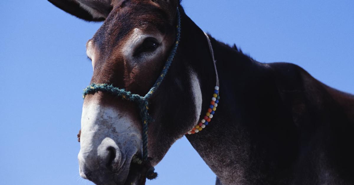 Captured elegance of the Donkey, known in Indonesia as Keledai.