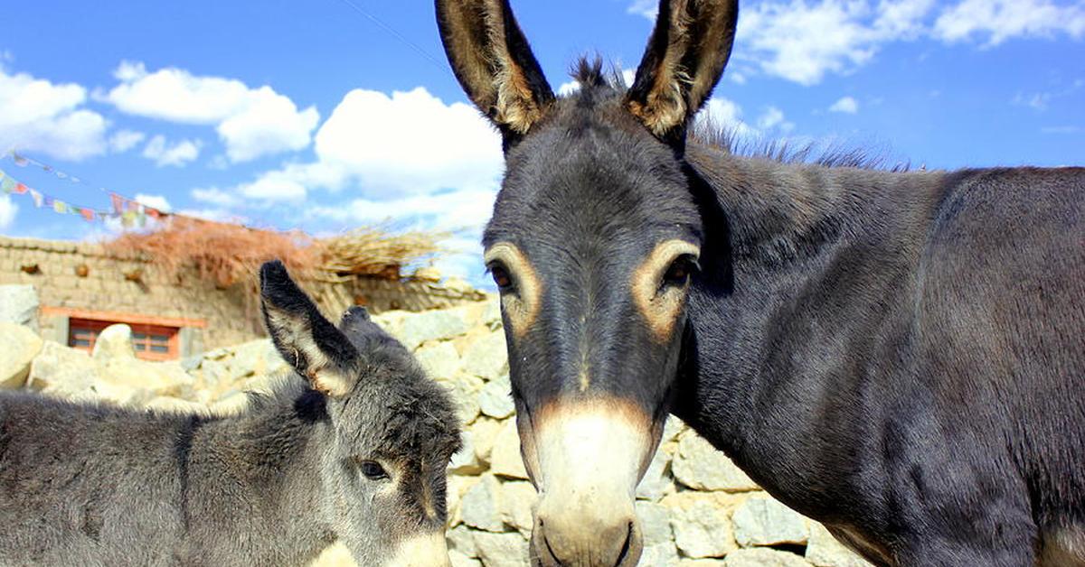 The elegant Donkey (Equus Asinus), a marvel of nature.