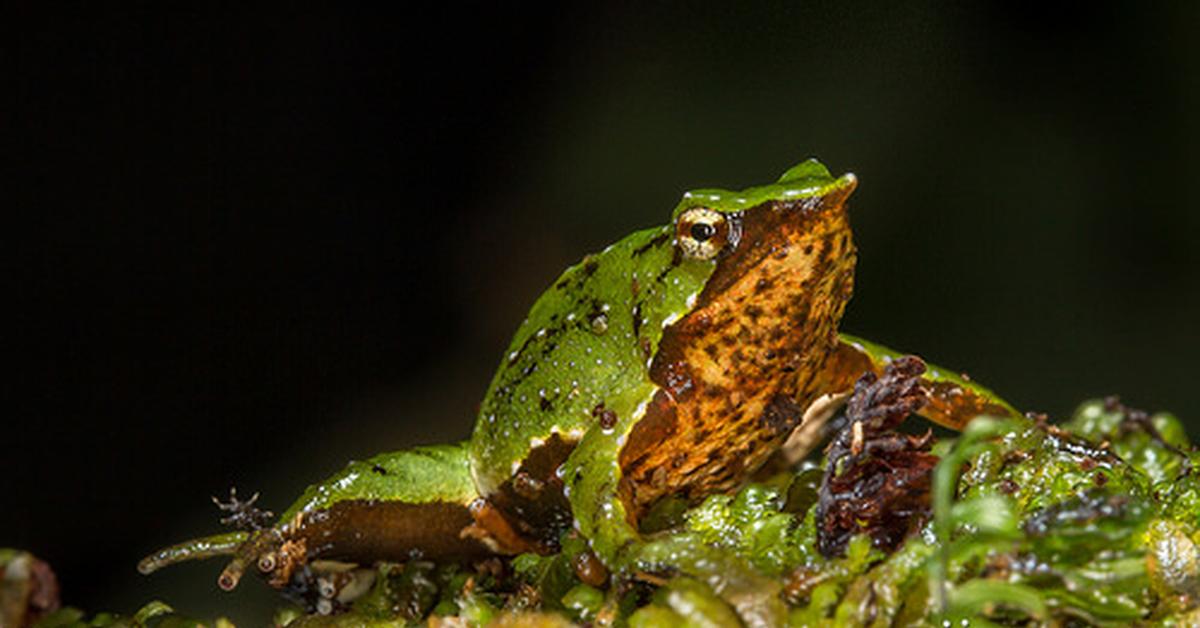 Visual of Darwins Frog, or Katak Darwins in Indonesian, showcasing its beauty.