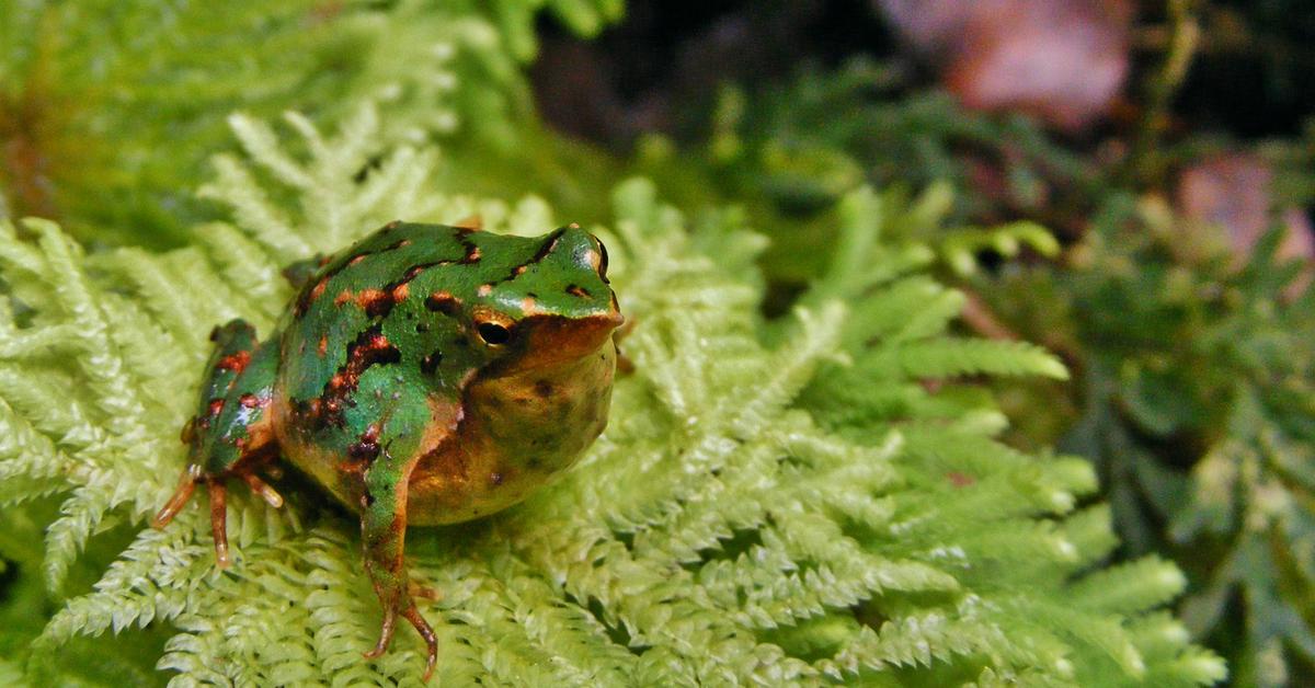 Elegant Darwins Frog in its natural habitat, called Katak Darwins in Indonesia.