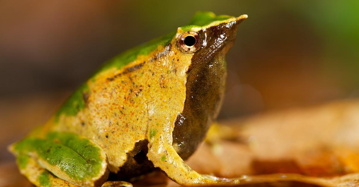 The remarkable Darwins Frog (Rhinoderma Darwinii), a sight to behold.