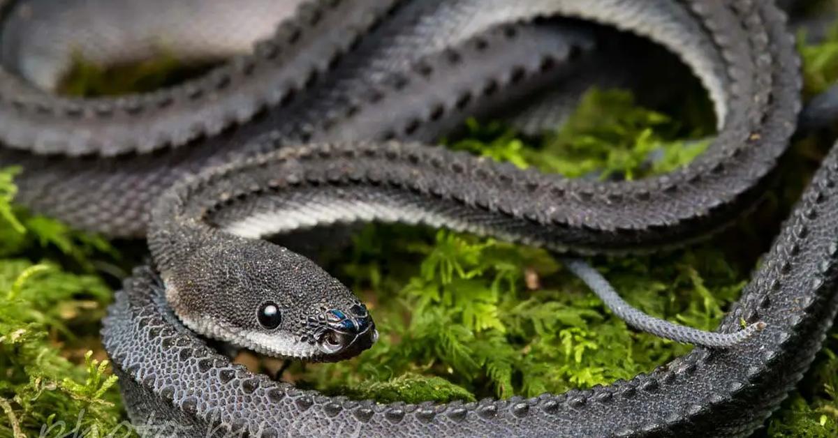 The Dragon Snake, a species known as Xenodermus javanicus, in its natural splendor.