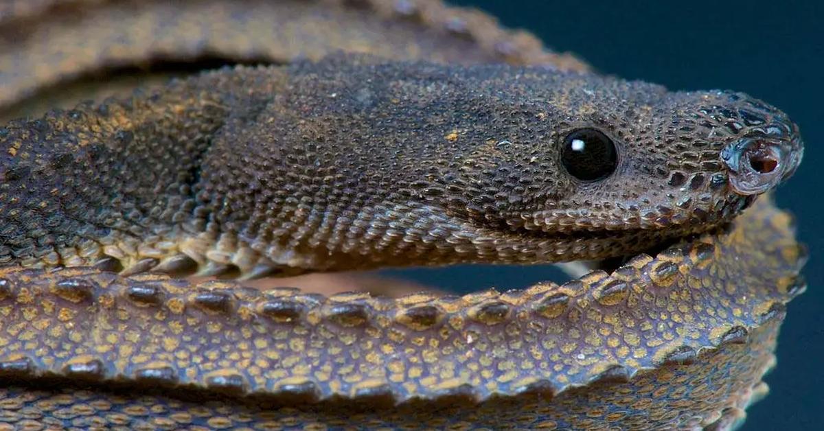 Glimpse of the Dragon Snake, known in the scientific community as Xenodermus javanicus.