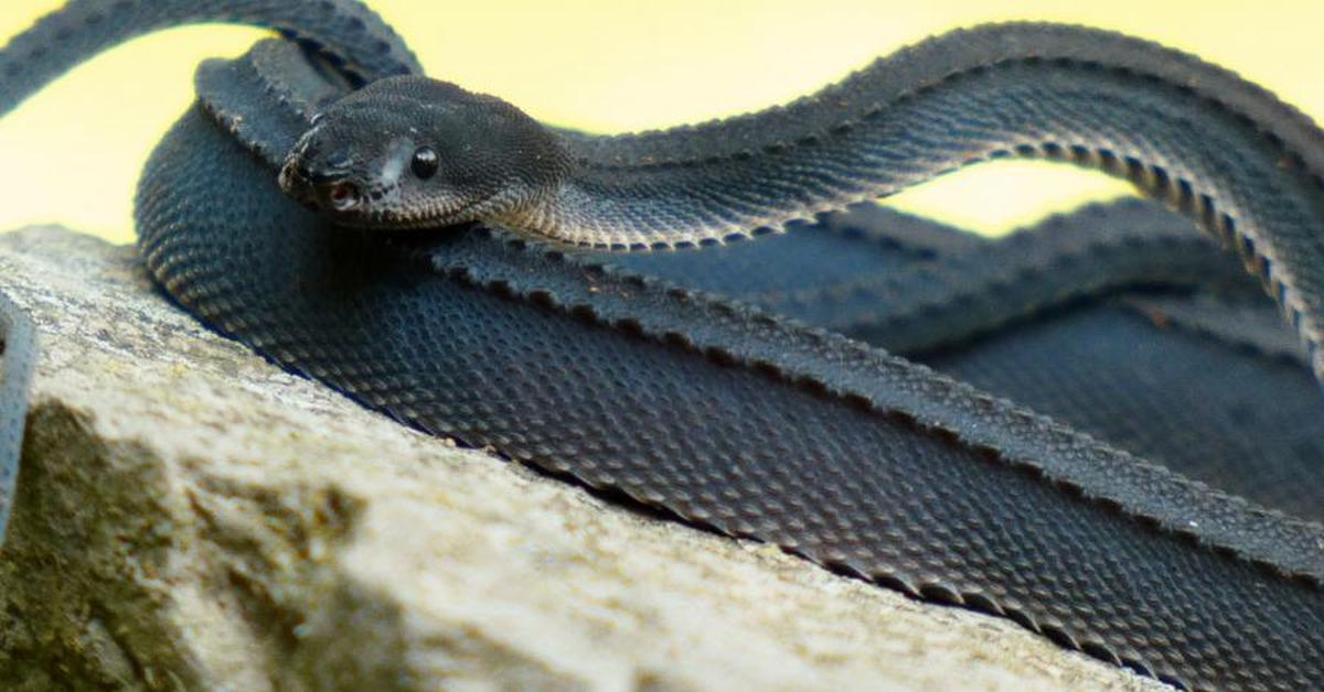 Striking appearance of the Dragon Snake, known in scientific circles as Xenodermus javanicus.