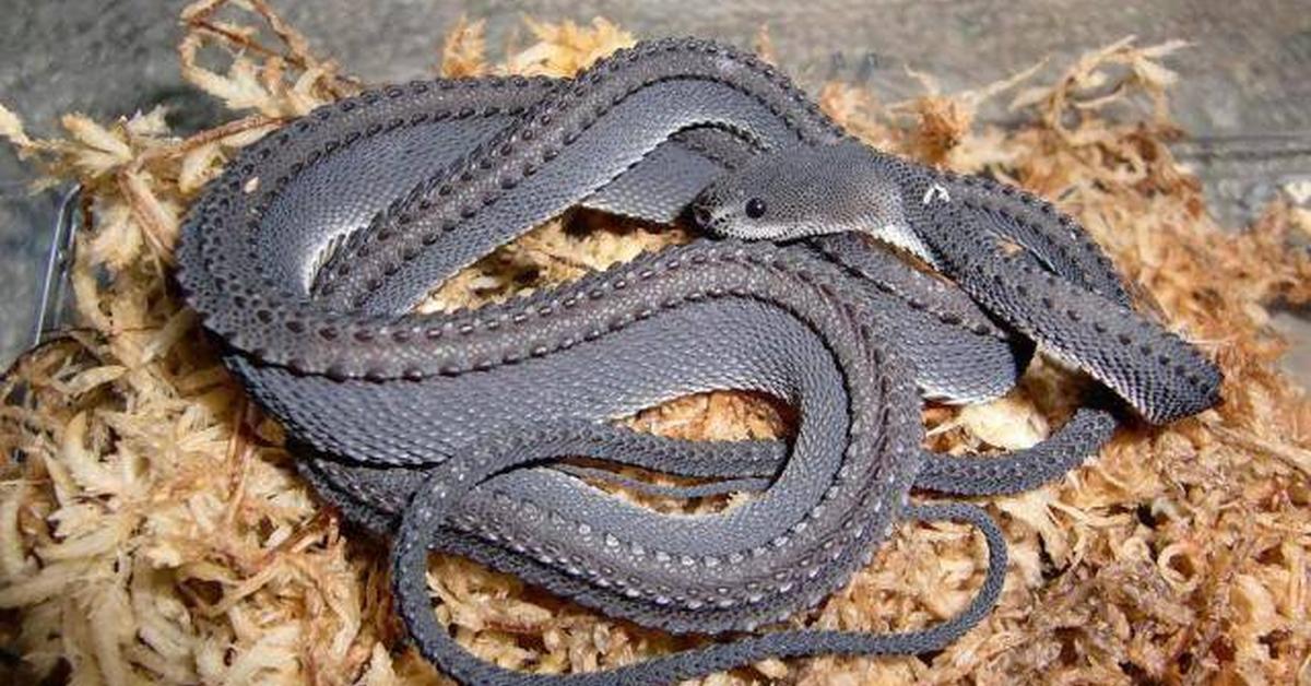 Captivating shot of the Dragon Snake, or Ular Naga in Bahasa Indonesia.