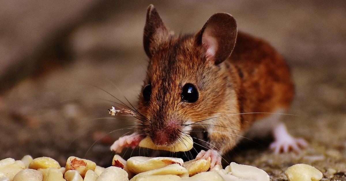 Vibrant snapshot of the Diminutive Woodrat, commonly referred to as Tikus Kayu Kecil in Indonesia.