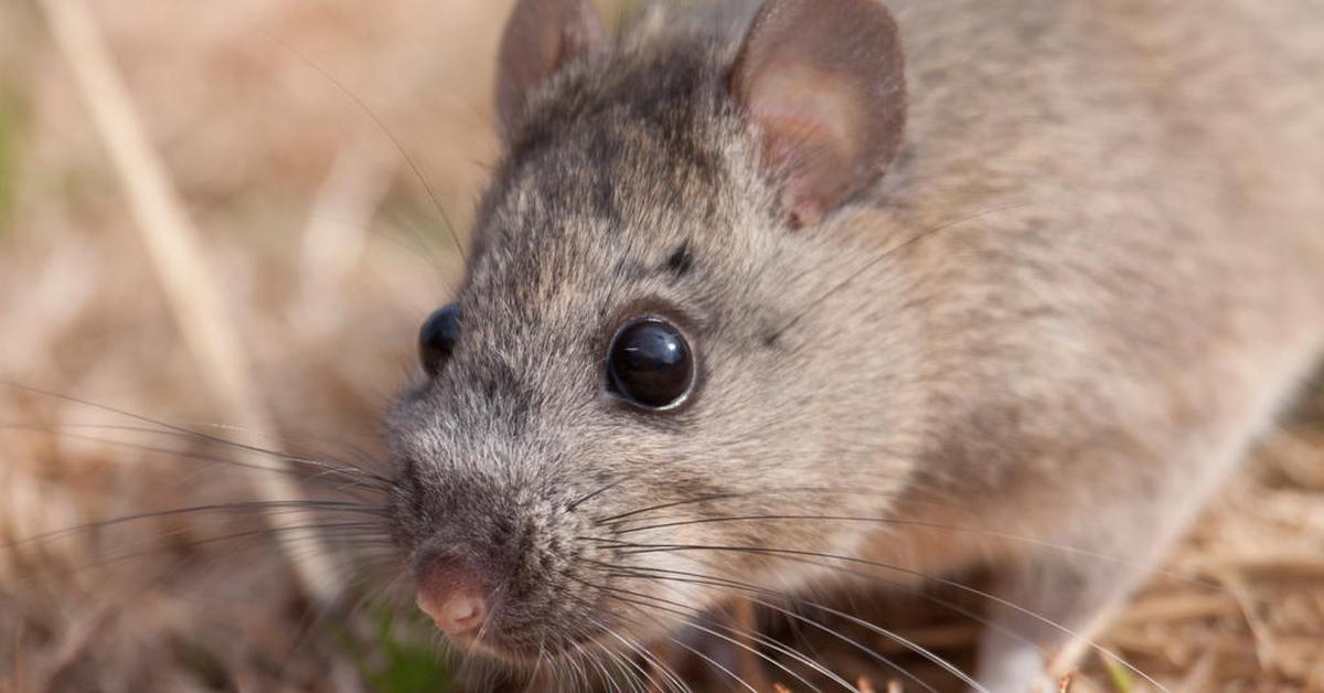 The alluring Diminutive Woodrat, commonly referred to as Tikus Kayu Kecil in Bahasa Indonesia.