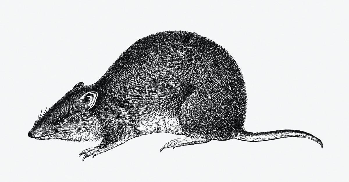 Visual representation of the Diminutive Woodrat, recognized in Indonesia as Tikus Kayu Kecil.