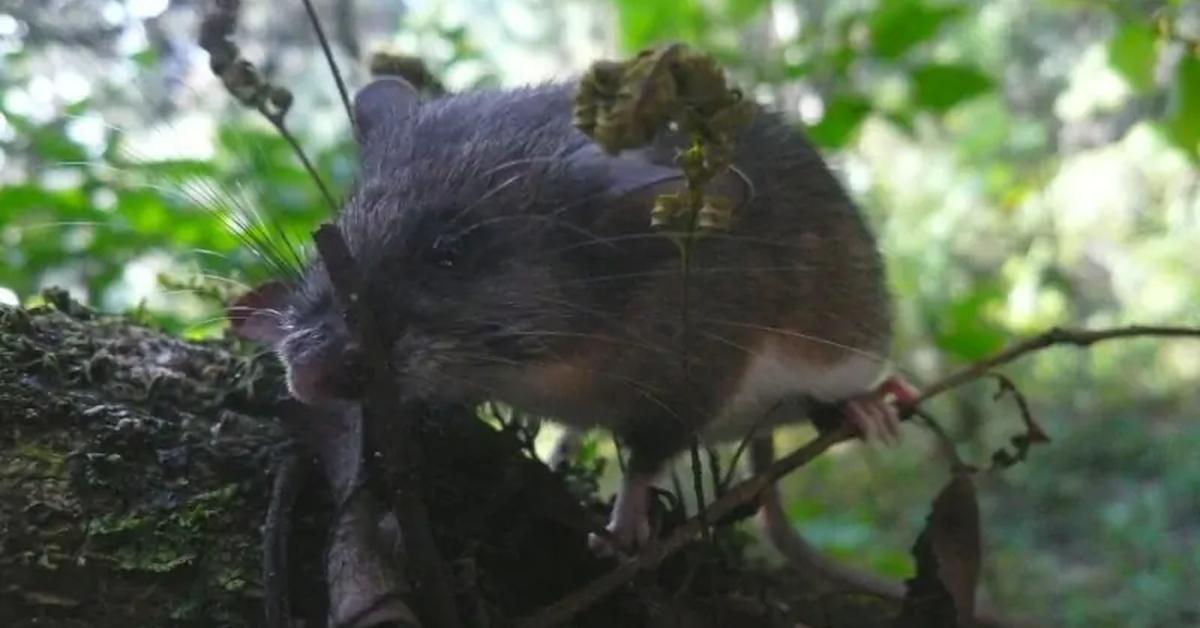 Photogenic Diminutive Woodrat, scientifically referred to as Nelsonia goldmani goldmani.