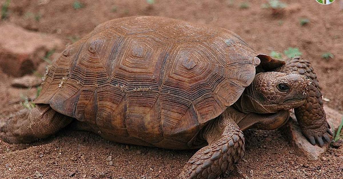 Detailed shot of the Desert Tortoise, or Gopherus Agassizii, in its natural setting.