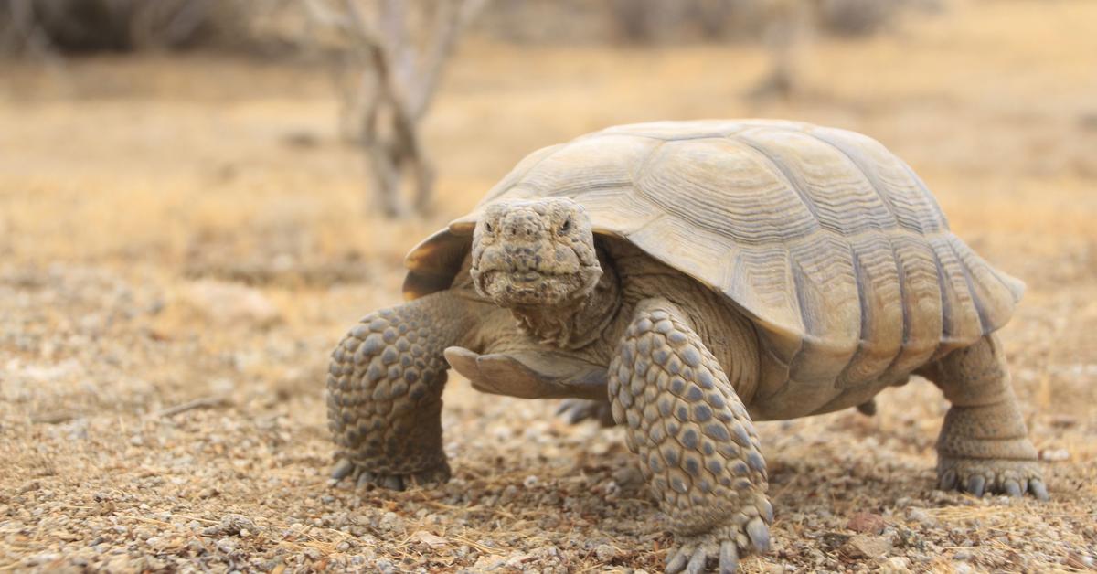 The remarkable Desert Tortoise (Gopherus Agassizii), a sight to behold.