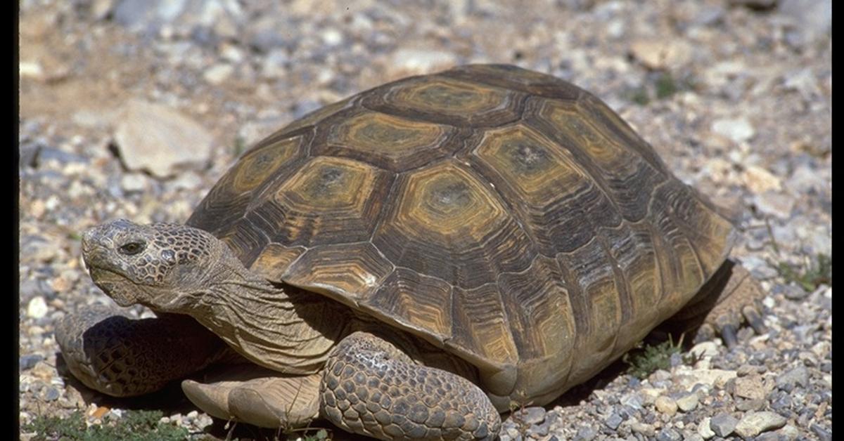 Captivating view of the Desert Tortoise, known in Bahasa Indonesia as Kura-kura Gurun.