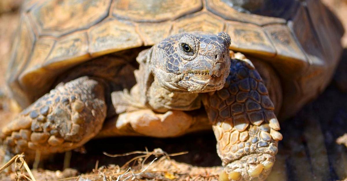 Captured elegance of the Desert Tortoise, known in Indonesia as Kura-kura Gurun.