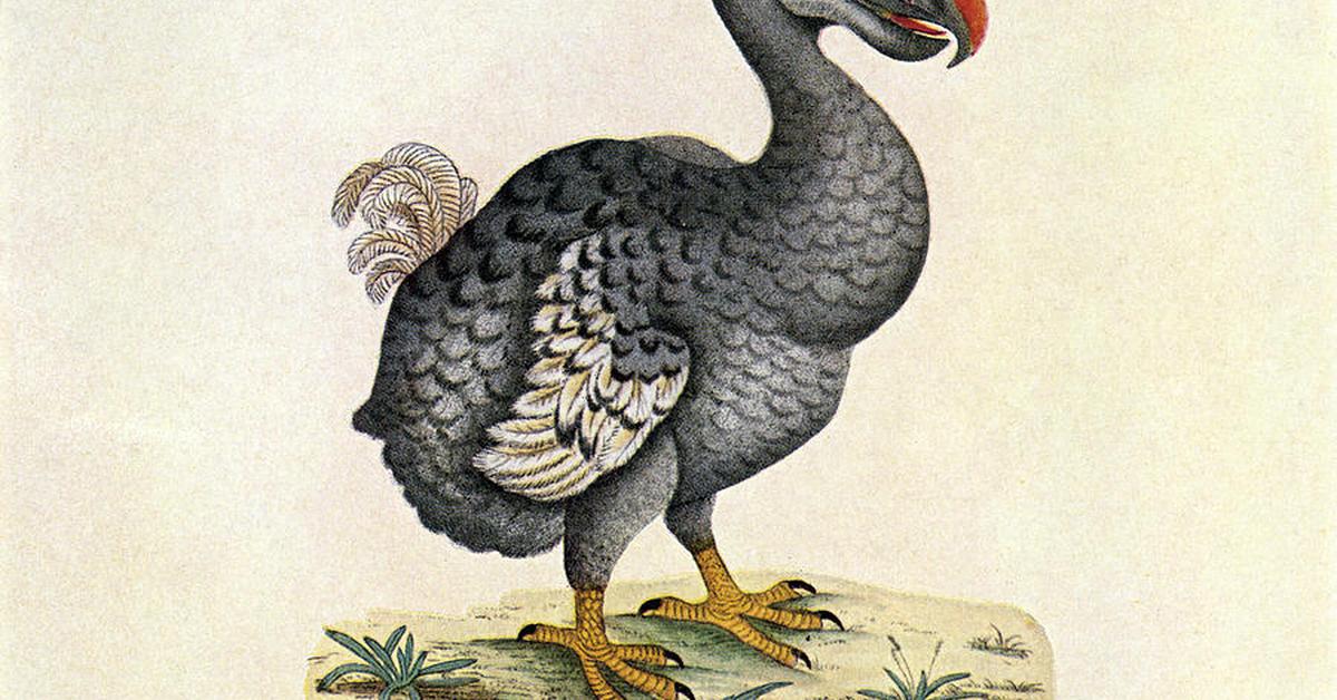 Captured moment of the Dodo, in Indonesia known as Dodo.