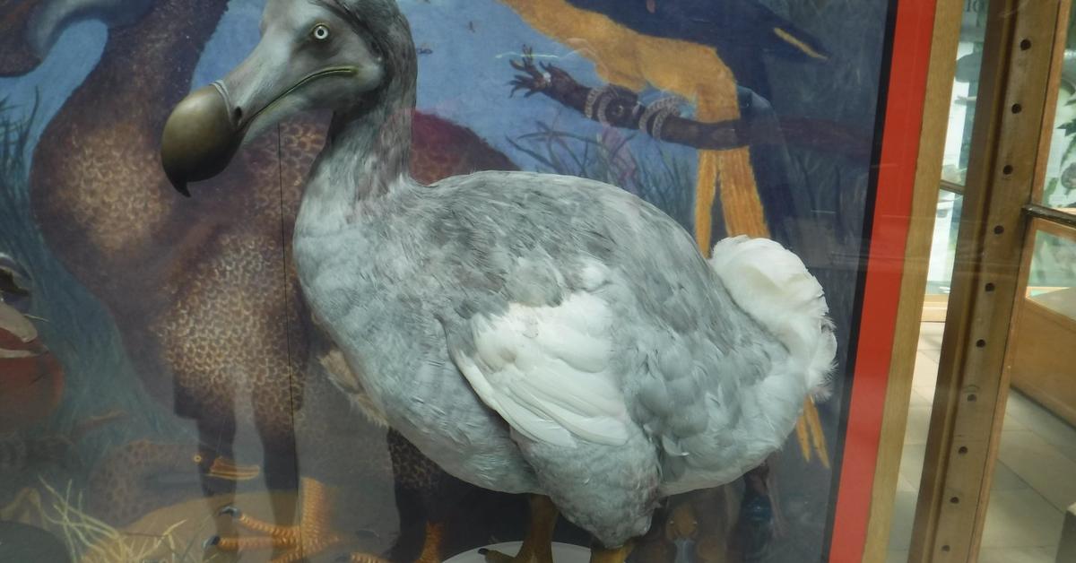 Glimpse of the Dodo, known in the scientific community as Raphus cucullatus.