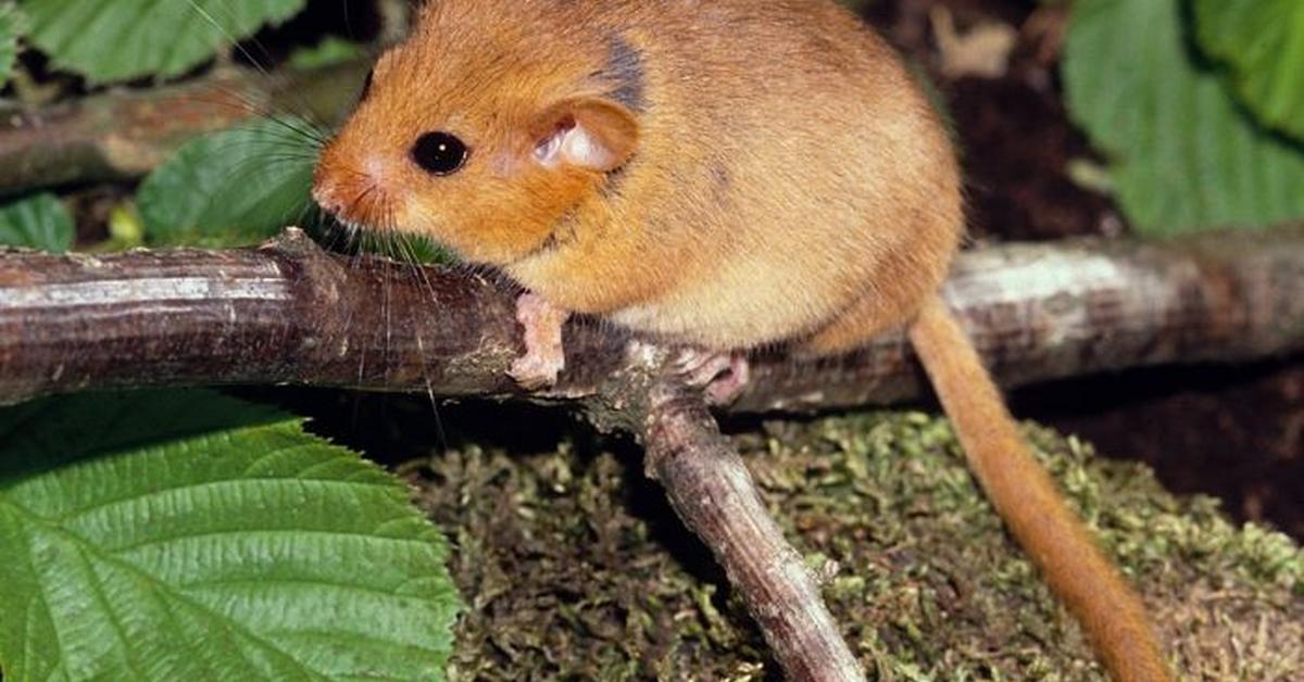 Captivating presence of the Dormouse, a species called Gliridae.