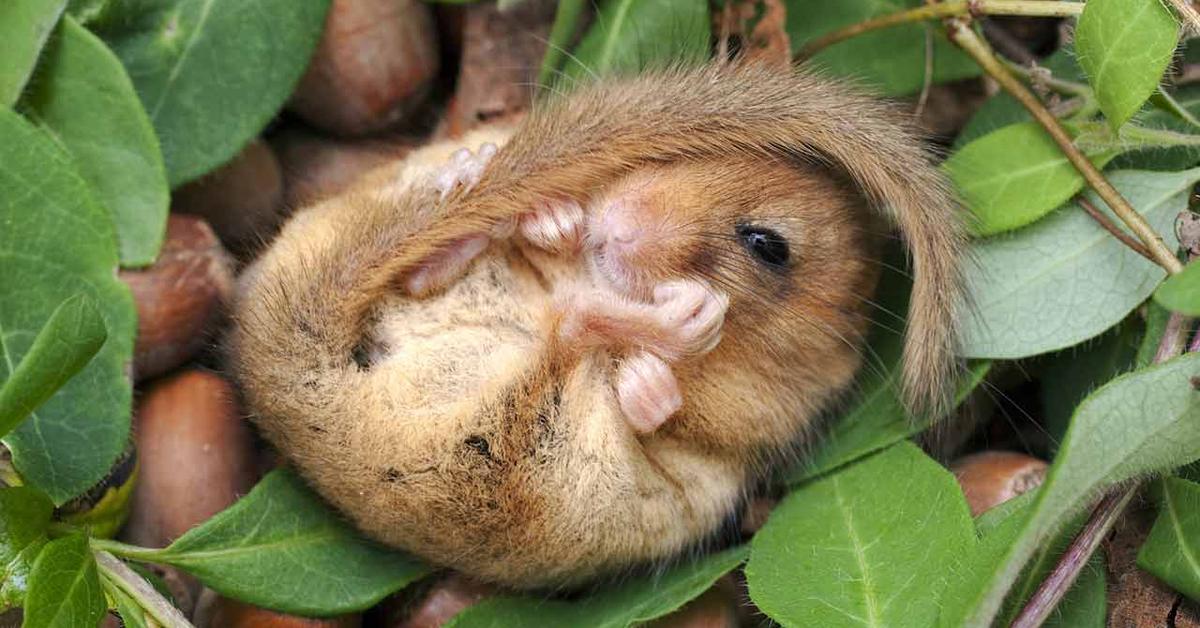 The fascinating Dormouse, scientifically known as Gliridae.