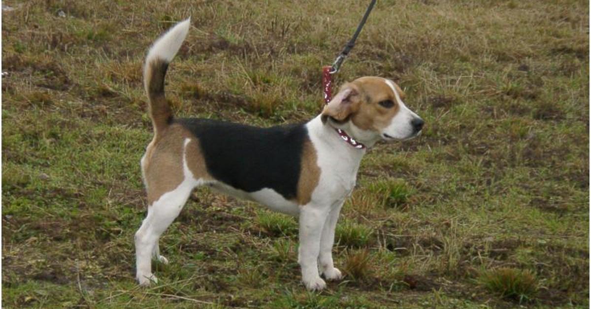 Picture of Dunker, known in Indonesia as Anjing Dunker.