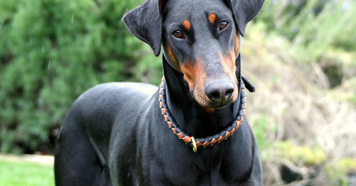 Captivating shot of the Doberman Pinscher, or Doberman Pinscher in Bahasa Indonesia.