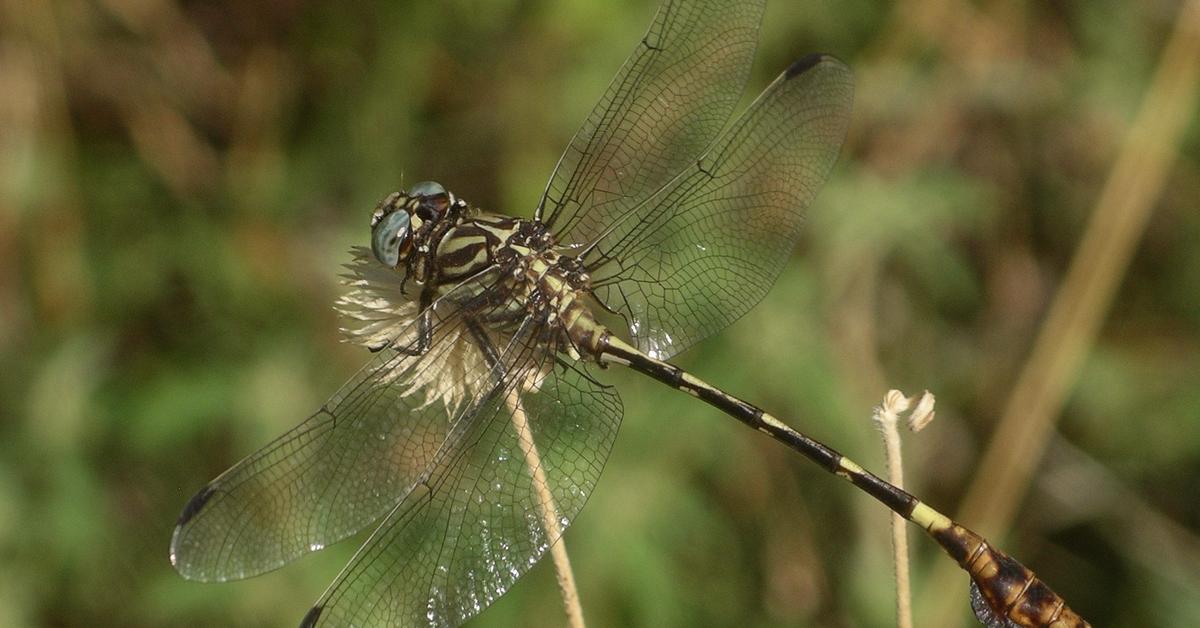 Stunning image of the Dragonfly (Odonata), a wonder in the animal kingdom.