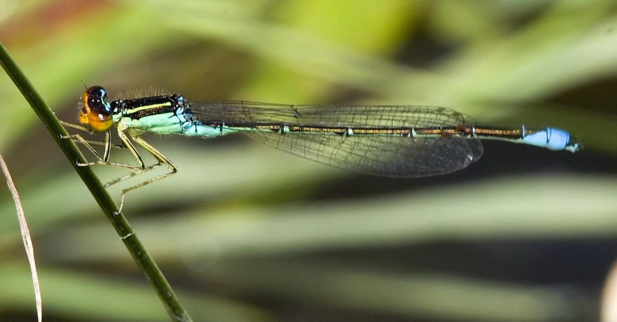 Captured elegance of the Dragonfly, known in Indonesia as Capung.