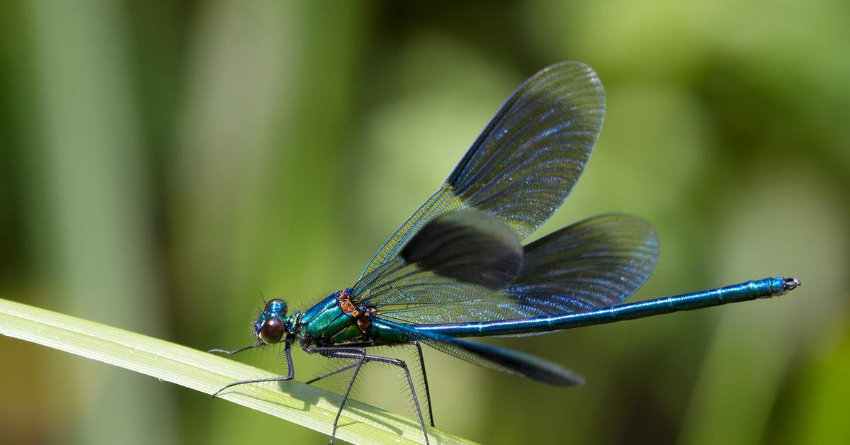 Photogenic Dragonfly, scientifically referred to as Odonata.