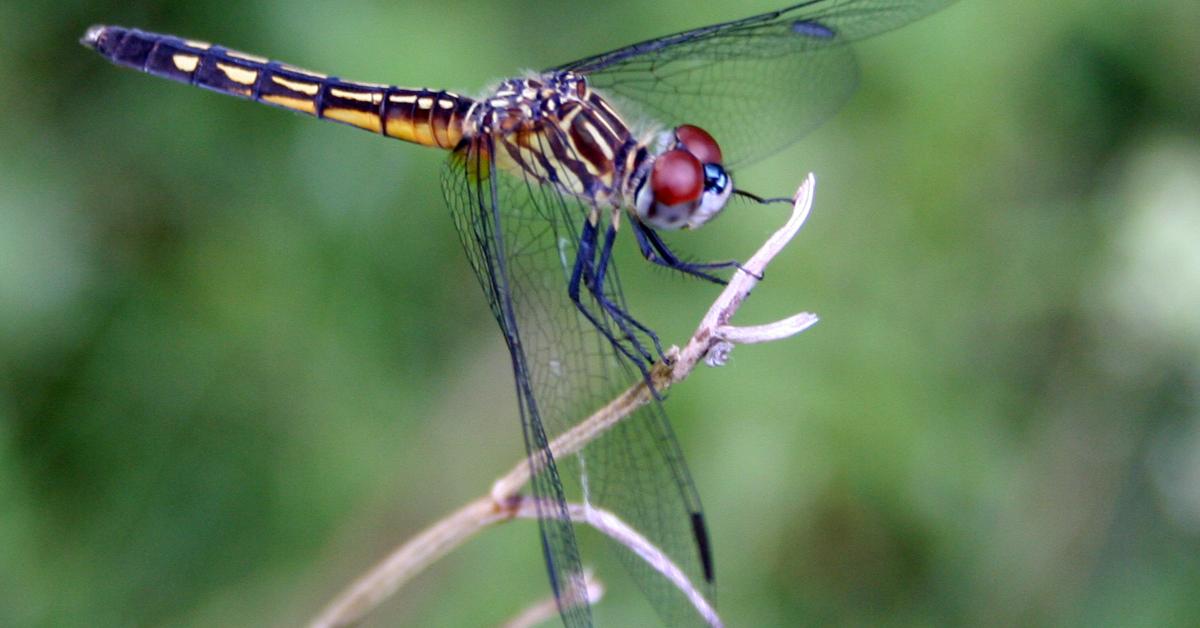 The Dragonfly in its natural beauty, locally called Capung.