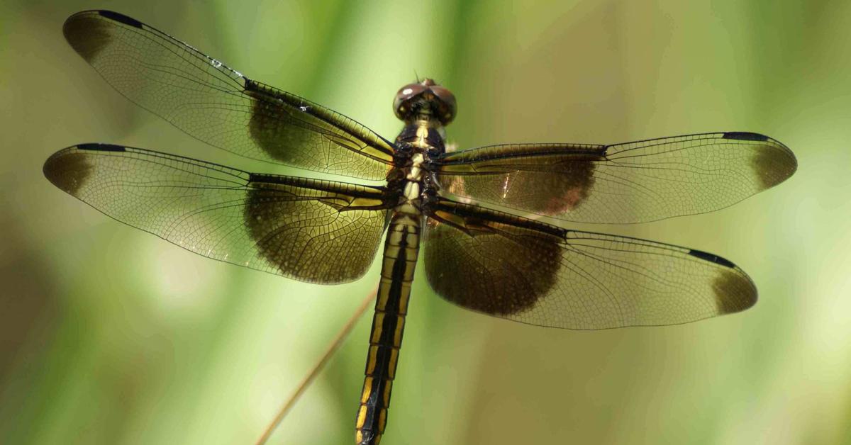 Captured moment of the Dragonfly, in Indonesia known as Capung.