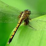 Captured elegance of the Dragonfly, known in Indonesia as Capung.