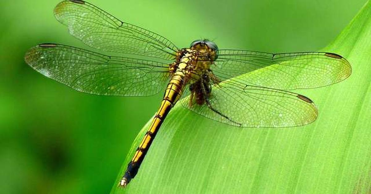 Captured elegance of the Dragonfly, known in Indonesia as Capung.