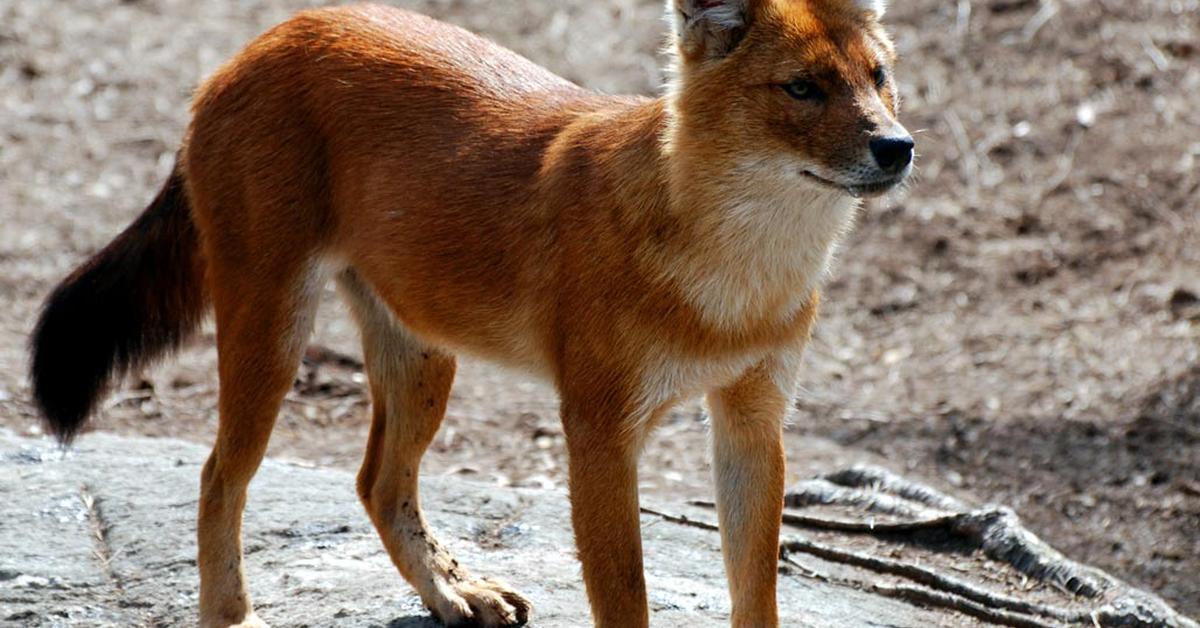 Vivid image of the Dhole, or Anjing Hutan in Indonesian context.