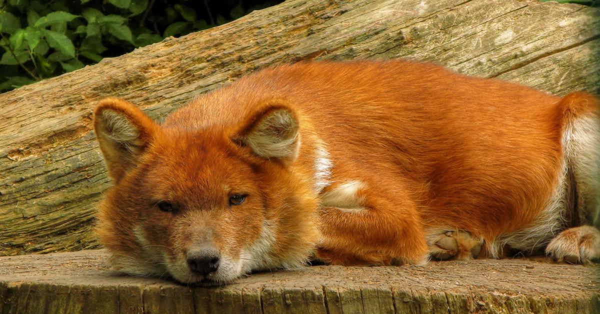 The fascinating Dhole, scientifically known as Cuon alpinus.