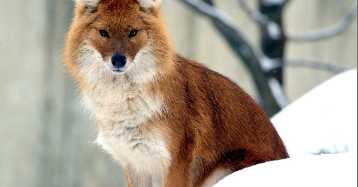 Graceful Dhole, a creature with the scientific name Cuon alpinus.