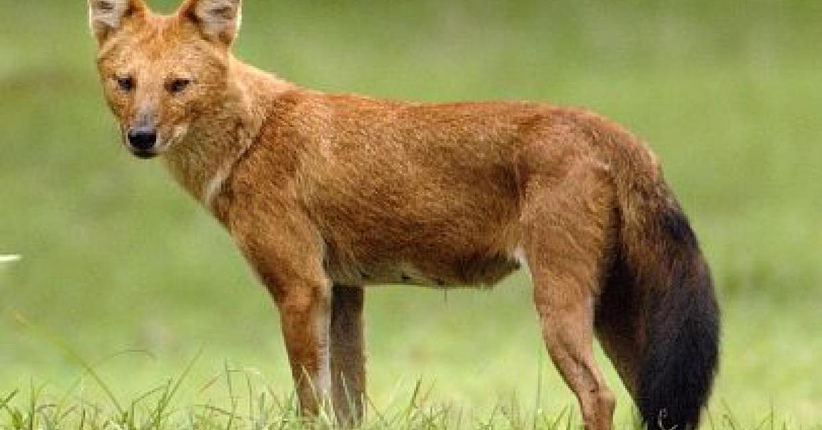 Captured elegance of the Dhole, known in Indonesia as Anjing Hutan.