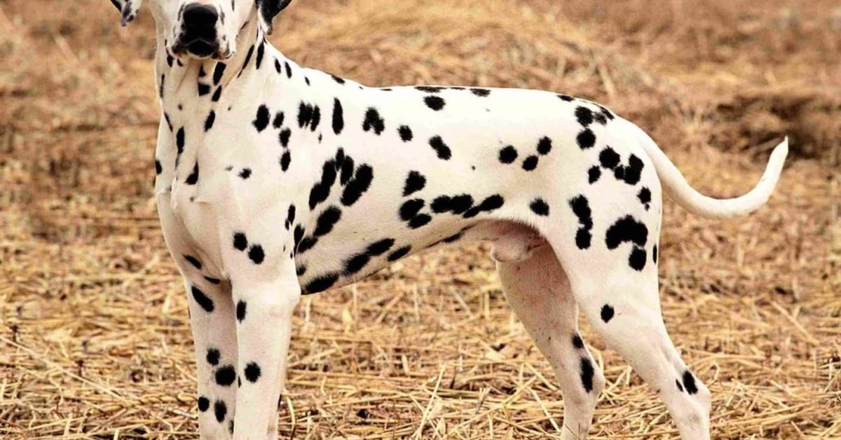 Charming view of the Dalmatian, in Indonesia referred to as Dalmatian.